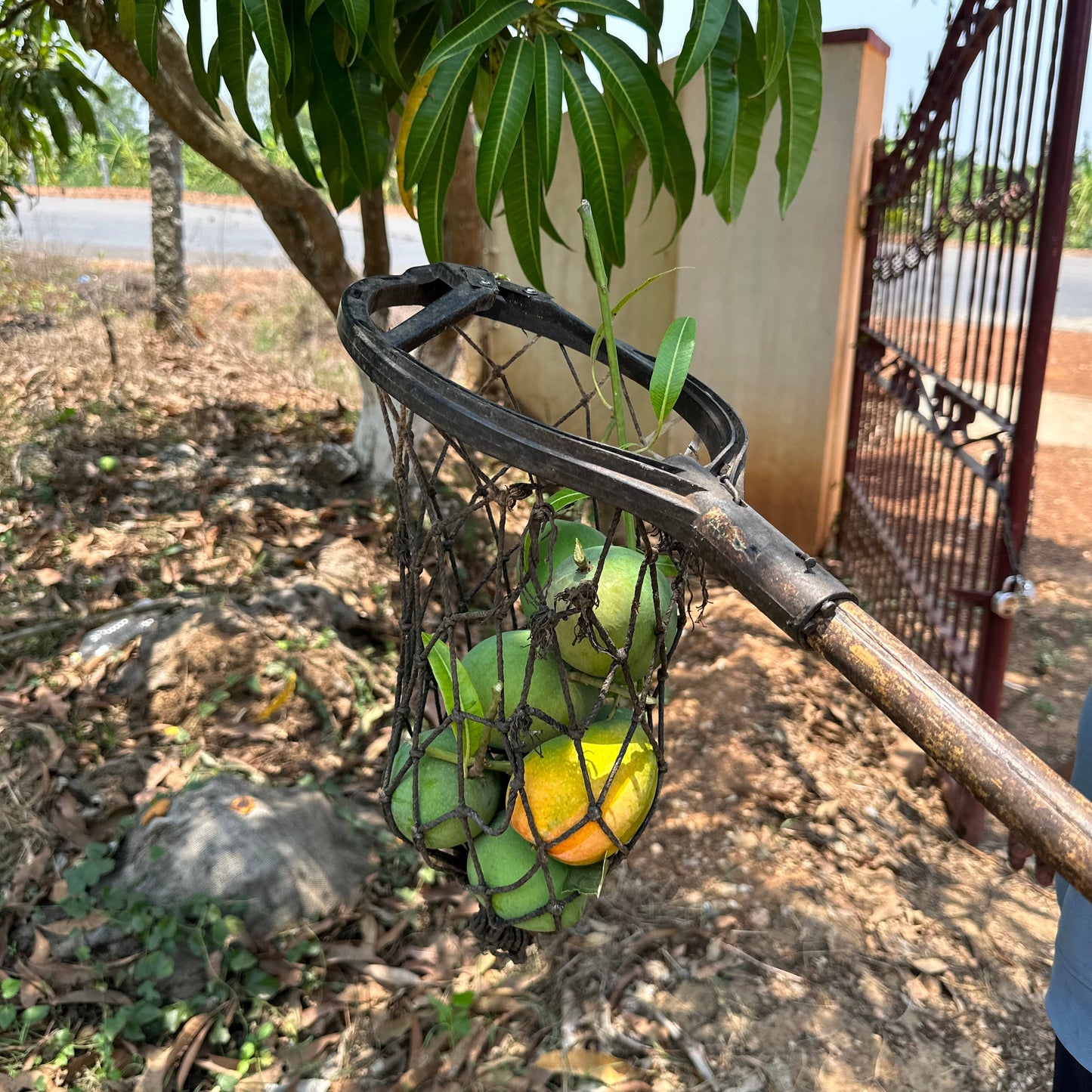 Ratnagiri Alphonso Mangoes - KG